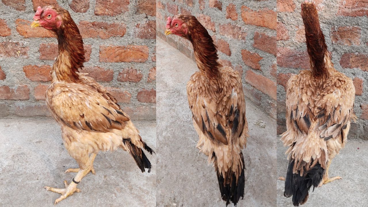 Top Quality Aseel Hen Available In Hyderabad 