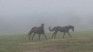 Celebrity Two horses playing in a misty field for over 4 minutes Wealth