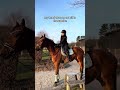 Therapy🤍 #foryou #horse #equestrianjourney