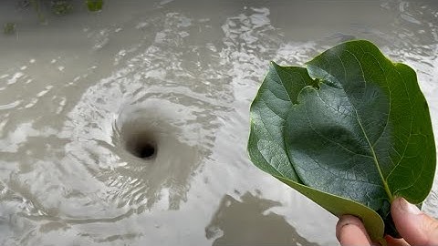 Amazing Water Vortex Experiment!? Whirlpool Hole vs Sunflower Leaves.