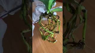 Perkujdesja E Sakte E Lules Orkide