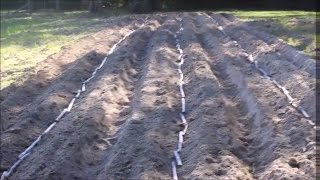 How We Plant Sugar Cane