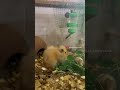 The Best Way To Care For Your Baby Hamster |breeding Setup | Pet Tip