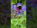 Bee busy getting nectar&pollen from Cornflower #plants #flower #flowers #bee #bees #spring #plant