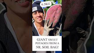 UNEXPECTED SIZE! from a 50L Soil Bag! 🤩🍠 #sweetpotato #sweetpotatoharvest #harvest #harvesting