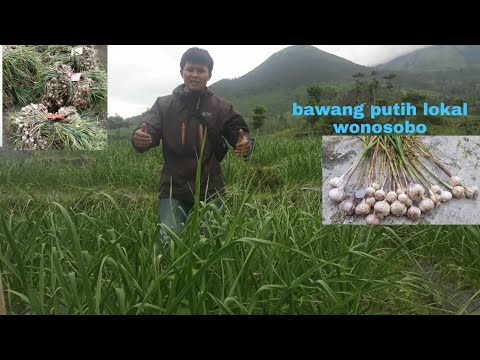Video: Perawatan Bawang Putih Kayu Liar – Cara Menanam Ramson Di Kebun