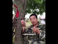 松子为什么这么贵,看看摘松塔的过程你就知道了 #科普 #知识渊博 #百科密码 #shorts