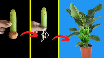 Unique Skill How to grow banana tree from banana leaves || Trees made from bananas
