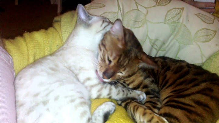 Video 643371: brown bengal kitten, snow bengal kitten, bengal grooming