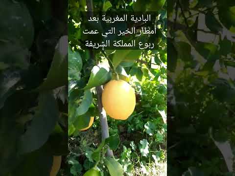 البادية المغربية بعد أمطار الخير التي عمت ربوع المملكة المغربية