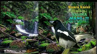 Download Lagu pancingan kacer ngeriwik,ngeplong... MP3