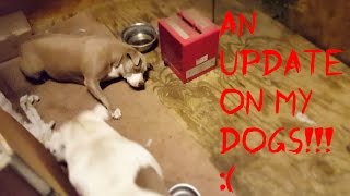 Update On Nala & Yogi's Situation!!! by 2 Pitbulls 399 views 7 years ago 5 minutes, 49 seconds