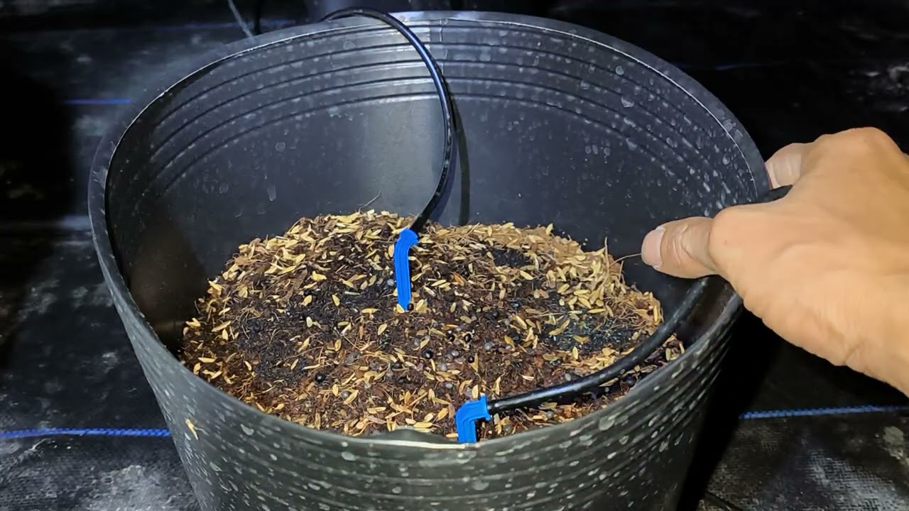 Cách trồng cúc mâm xôi Tết 2026 phần 1 - chuẩn bị chậu, xử lý thuốc trước khi trồng. Cập nhật 08/06