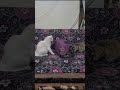ياعقي عتخطي والا عد اوريش