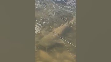 Con cá khổng lồ sống lâu năm thành thủy quái #cacconvat #docla #fishing