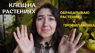 КЛЕЩ на комнатных РАСТЕНИЯХ | как я ИЗБАВЛЯЮСЬ ОТ ВРЕДИТЕЛЕЙ | БОРЬБА с клещом и ПРОФИЛАКТИКА