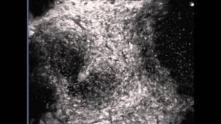 Gene activity oscillations in embryonic patterning
