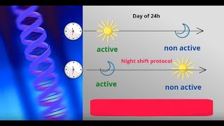 Genes & night shift work (by Laura Kervezee)