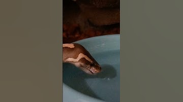 Ball Python thirsty #ballpython #snake #funny #thirstylife #fyp #fypシ