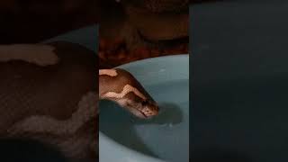 Ball Python thirsty #ballpython #snake #funny #thirstylife #fyp #fypシ