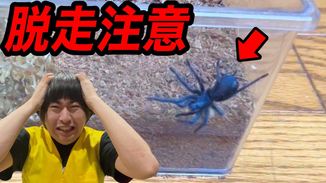 The overly beautiful tarantula was a troublemaker - YouTube