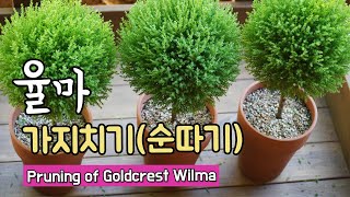 [율마 키우기 ] 동그란 윌마 가지치기!  순따기 해줬어요(Pruning of Cupressus Goldcrest Wilma, ゴールドクレストの剪定)