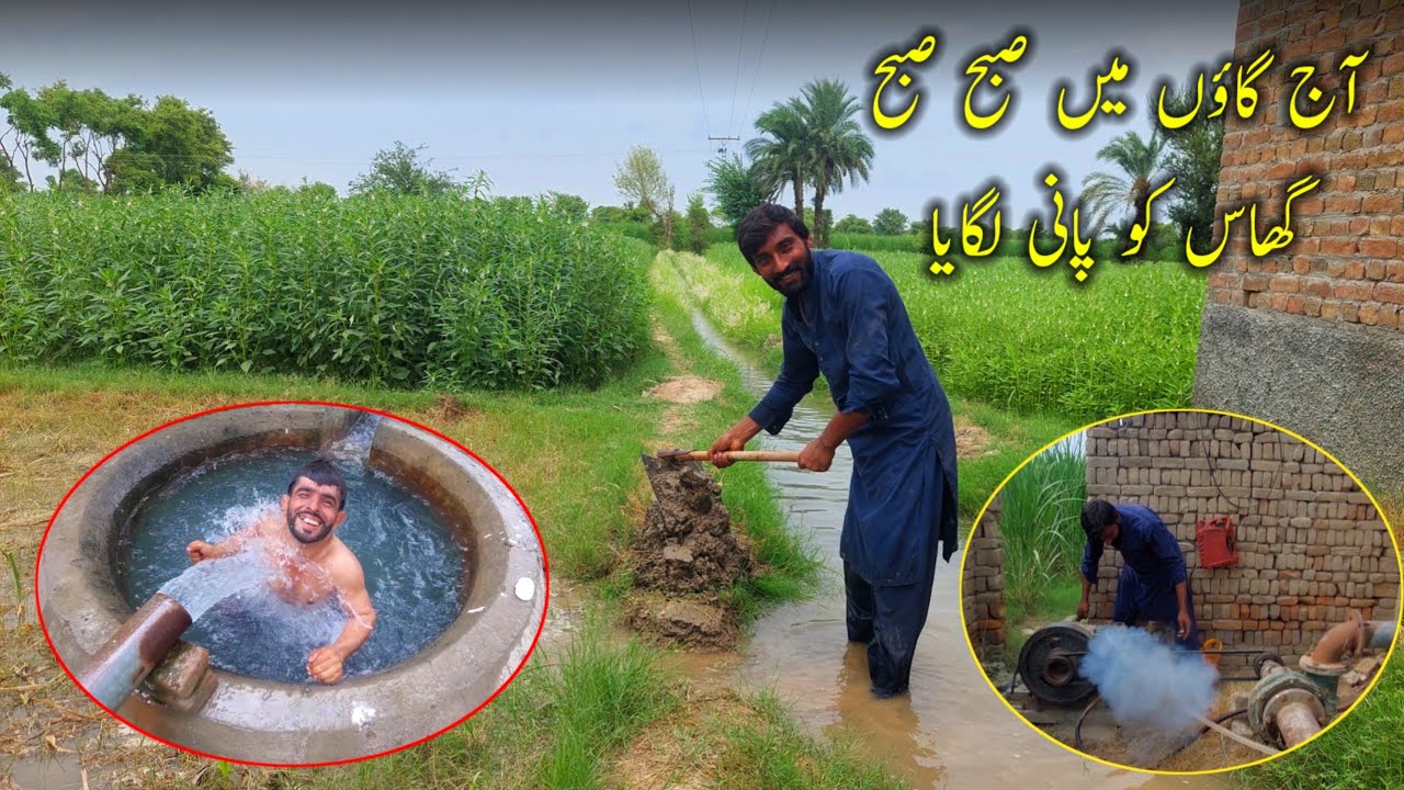 Aaj Gaon Mein Subah Subah Ghas Ko Pani Lagaya Village life in Pakistan Daliy Routine 🌄