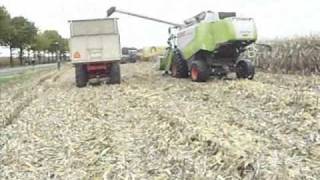 Maisoogst 2010