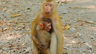 Tiny Zuri cries hugs Amanda help to comfort him cuz Zuri is abandoned monkey