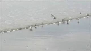 Dance of the plovers