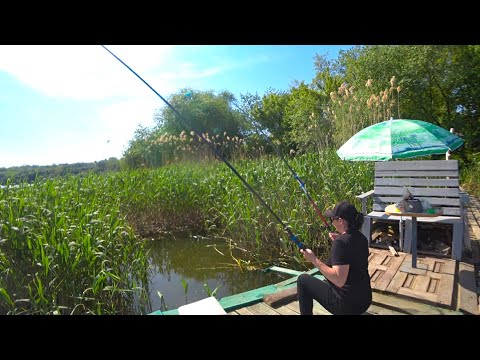 Видео: ДИКИЙ Кльов Крупного КАРАСЯ на ЧЕСНОЧНІ Зернові / рибалка на карася