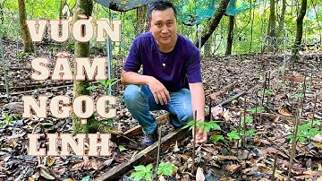 THĂM VƯỜN SÂM NGỌC LINH