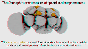 Functional regions in the fly brain
