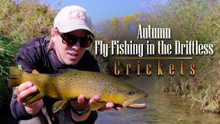Autumn Fly-Fishing in the Driftless: Crickets
