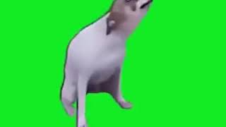 Meme Do Cachorro Dançando Em Choma Key Download