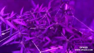 Unit Farm LED Update Cannabis Grow | Starting A New Weed Garden Series