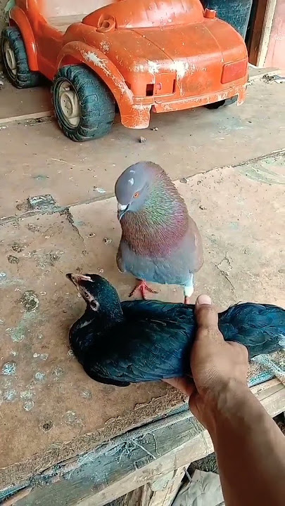 MERPATI VS AYAM #merpati #youtubeshorts #shorts