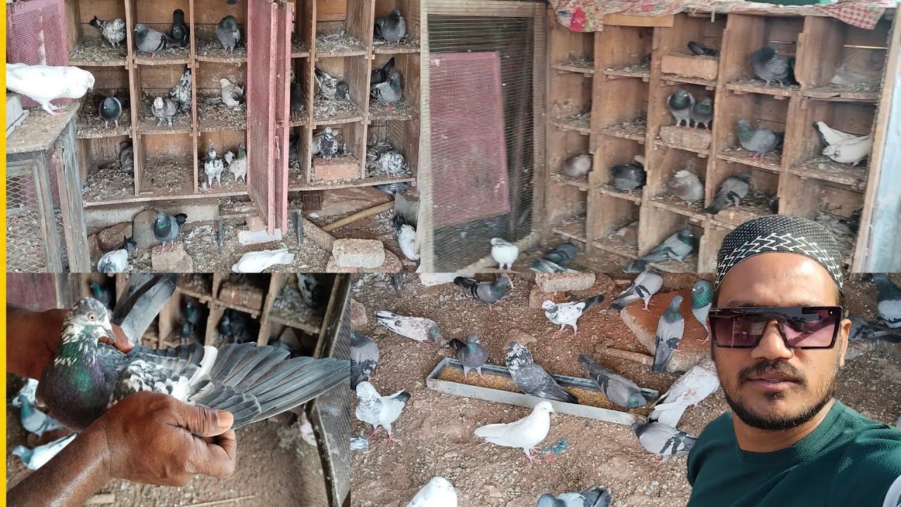 Nagpur se kabutar Bazi Anna ka kabutar shauk karo  /Ashfaque pigeon/