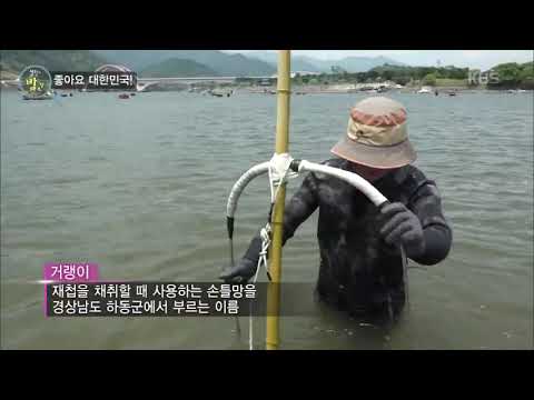 황금빛을 띤 섬진강 <strong>재첩</strong>.20190729
