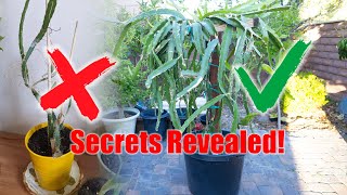 Ultimate Guide: Top Tips for Growing Dragon Fruit at Home! #viral #dragonfruit #gardening