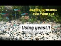 How to culture infusoria using yeast for your fry  cara kultur infusoria untuk anak ikan