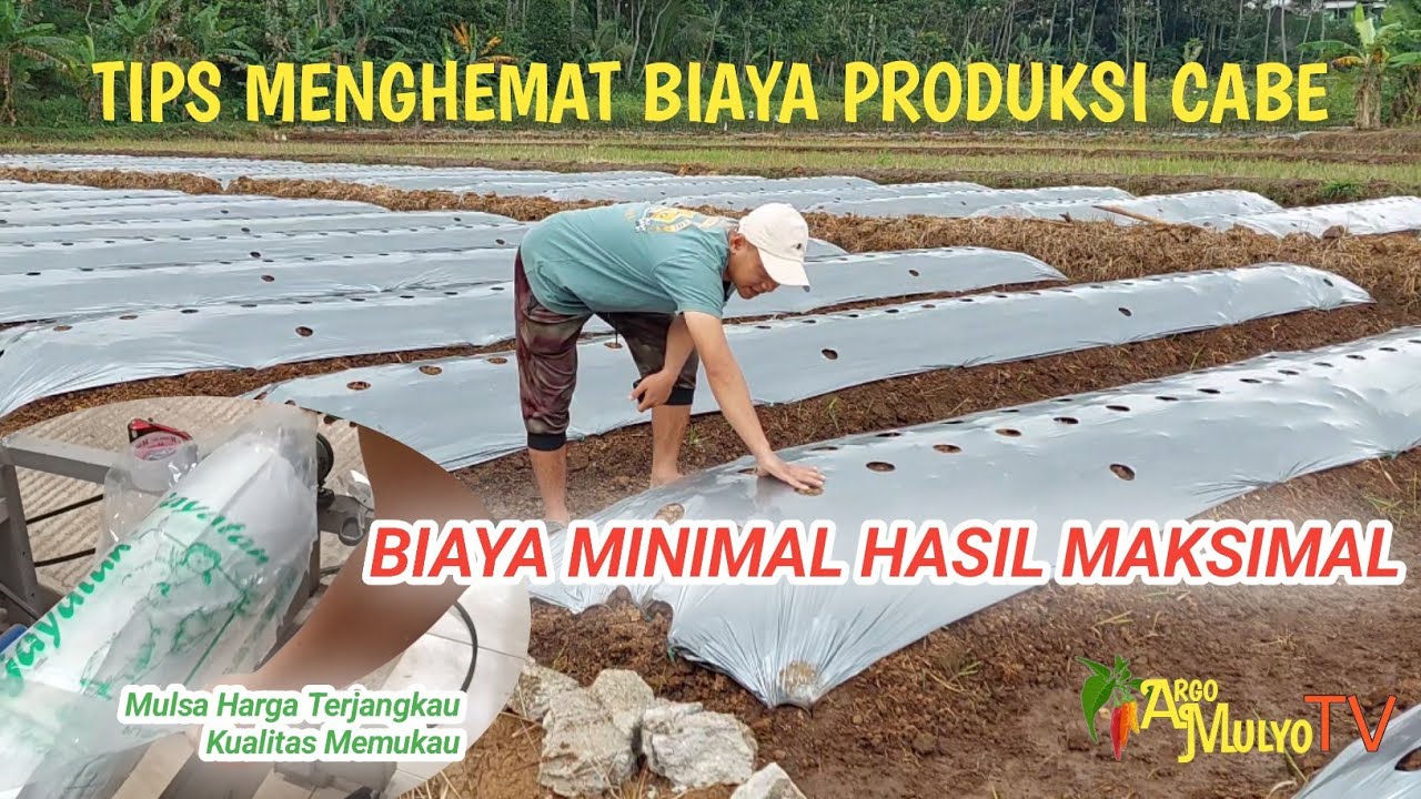 Tips menghemat biaya produksi cabe dengan Mulsa Harga Terjangkau Kualitas memukau