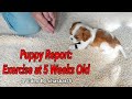 Puppy report exercise at 5 weeks old