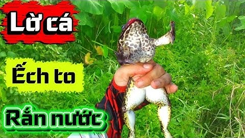 Thăm Lờ Cá | Dính Ếch To Khủng – Rắn Nước Săn Mồi Chui Vào Lờ | Săn Bắt Ngoài Đồng Miền Tây