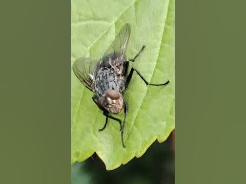 Кімнатна муха (муха хатня) (Musca domestica) — комаха родини справжніх ...