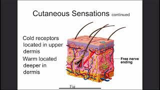 Sensory Receptors