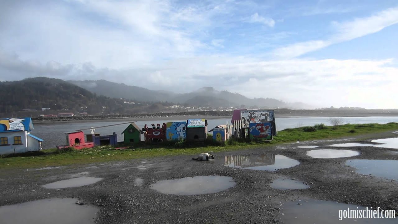 Mischief & The Jetty Cats!