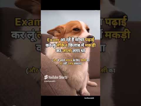 No Compromise In House Shortvideo Song Shorts Trending Funny