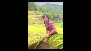 شاهد كيف يتم حصاد الأرز يدويا