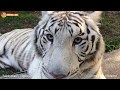 Ап ! И тигры у ног наших сели. Тайган. Tigers. Taigan.